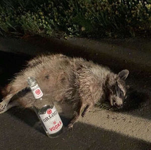 Meet your Posher, Spencer